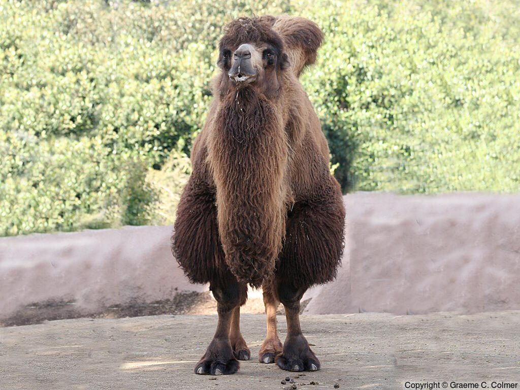 Bactrian Camel (Camelus bactrianus) - Adult