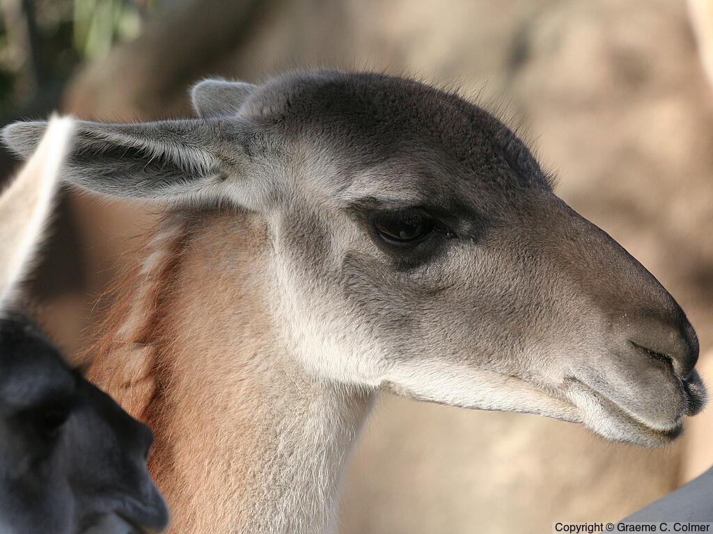 Guanaco (Lama guanicoe) - Adult