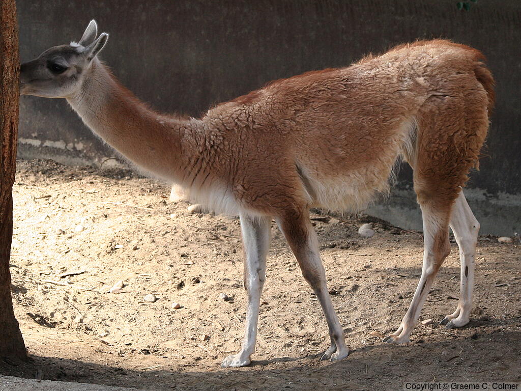 Guanaco (Lama guanicoe) - Adult