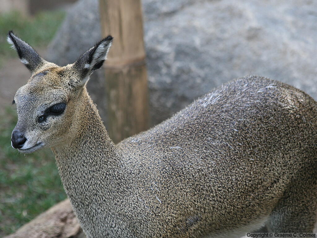 Klipspringer (Oreotragus oreotragus) - Adult