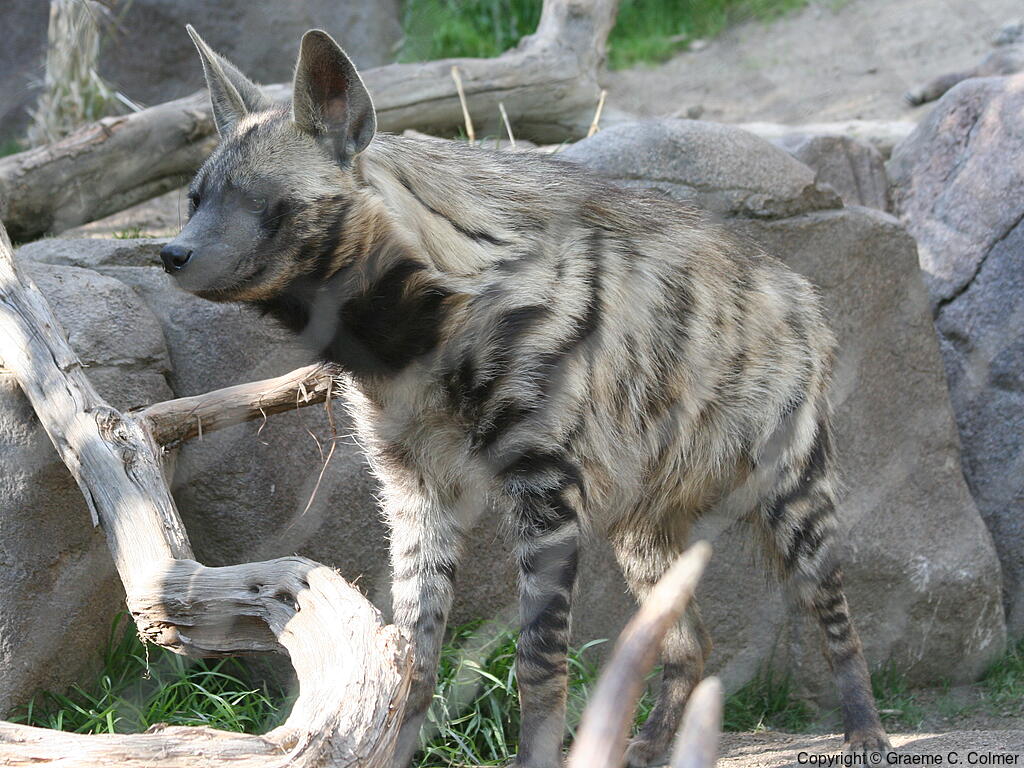 Striped Hyena (Hyaena hyaena) - Adult