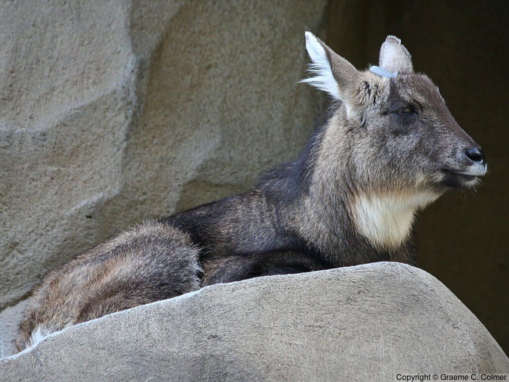 Japanese Serow (Capricornis crispus) - Adult