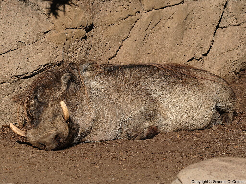 Desert Warthog (Phacochoerus aethiopicus) - Adult