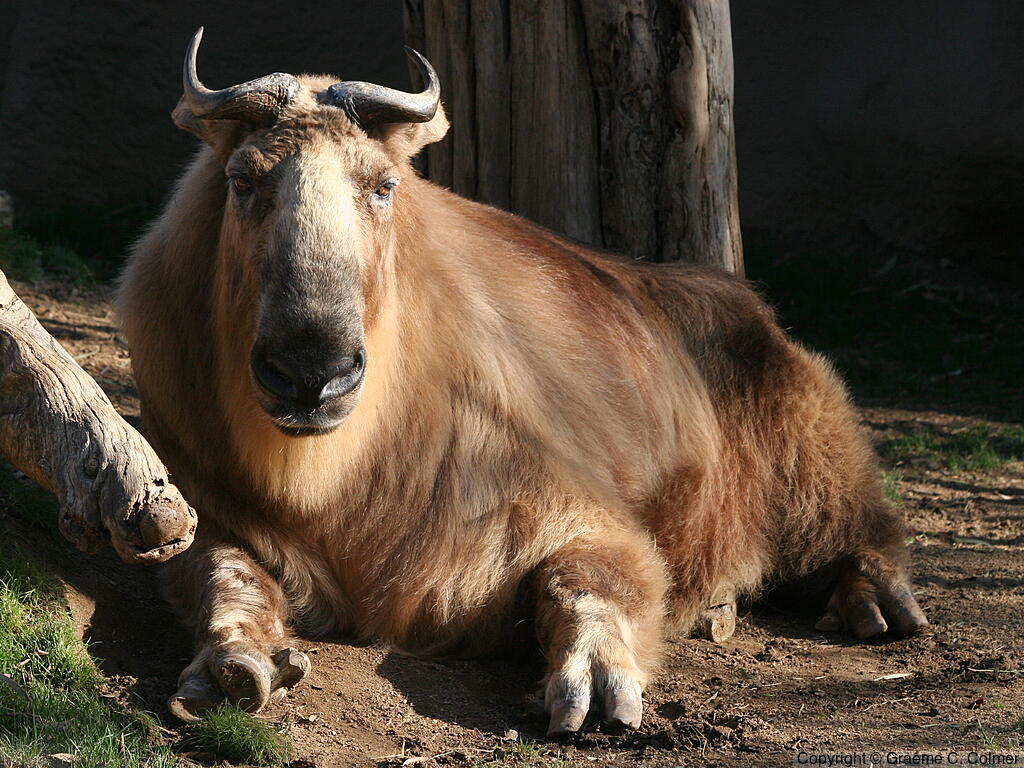 Takin (Budorcas taxicolor) - Adult