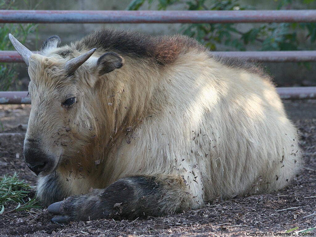 Takin (Budorcas taxicolor) - Adult