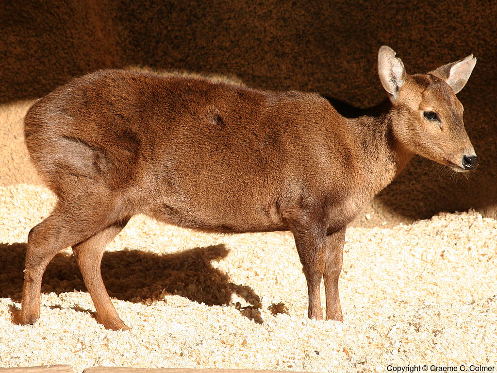 Calamian Deer (Axis calamianensis) - Adult