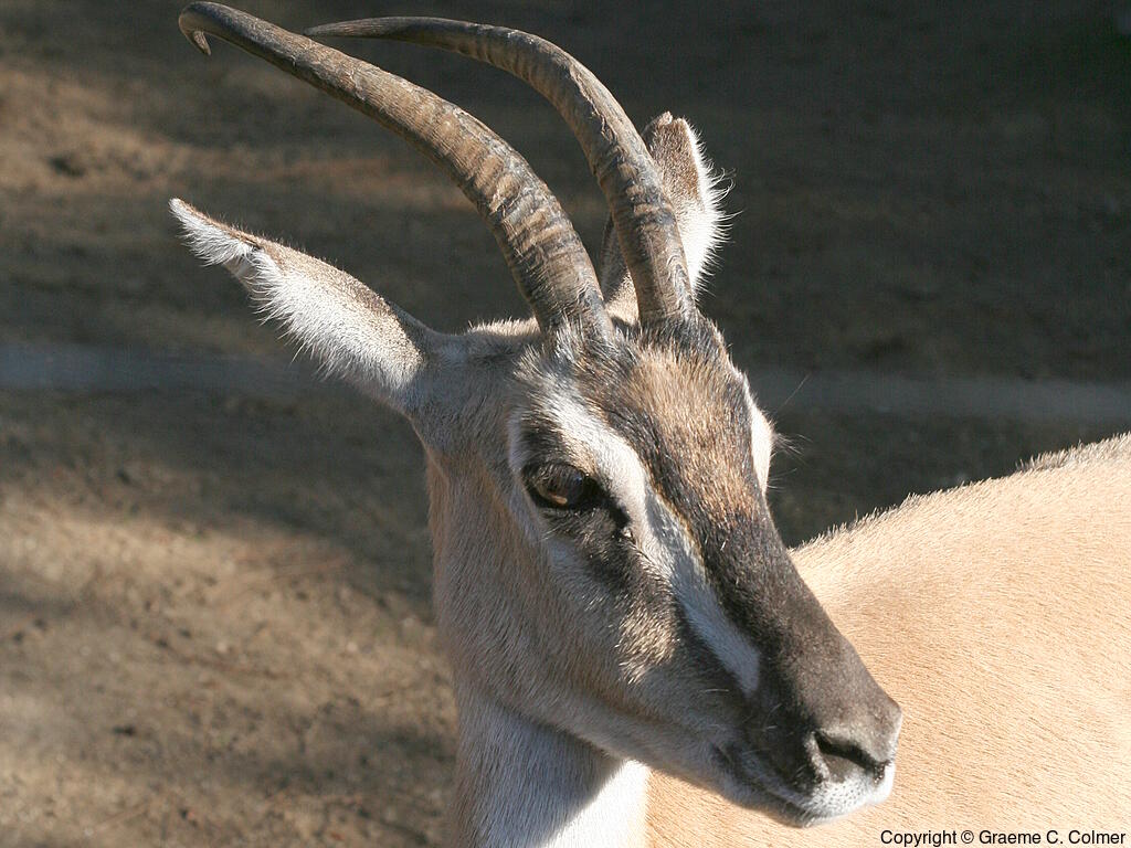 Soemmerring's Gazelle (Nanger soemmerringii) - Adult