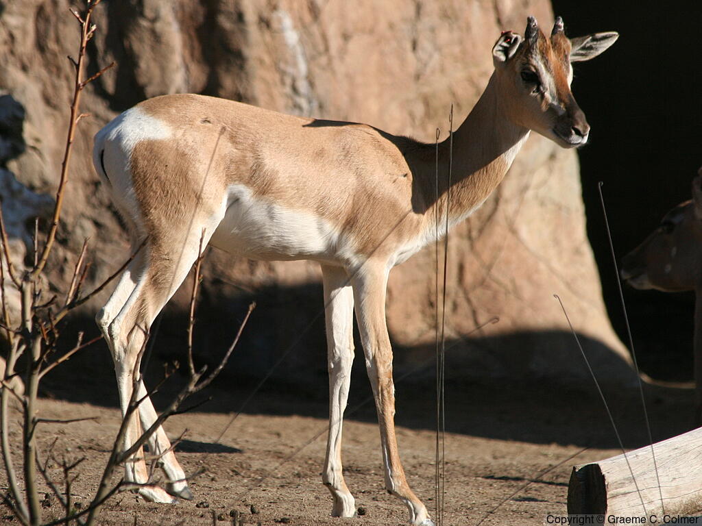 Soemmerring's Gazelle (Nanger soemmerringii) - Adult