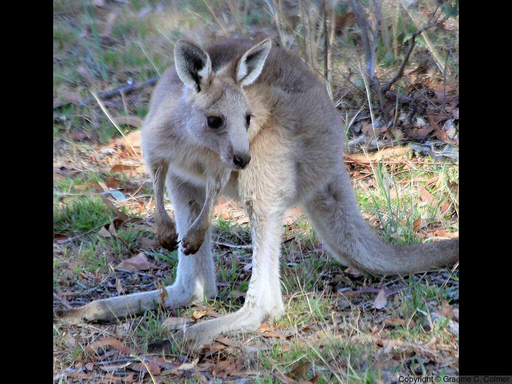 Eastern Grey Kangaroo (Macropus giganteus) - Joey