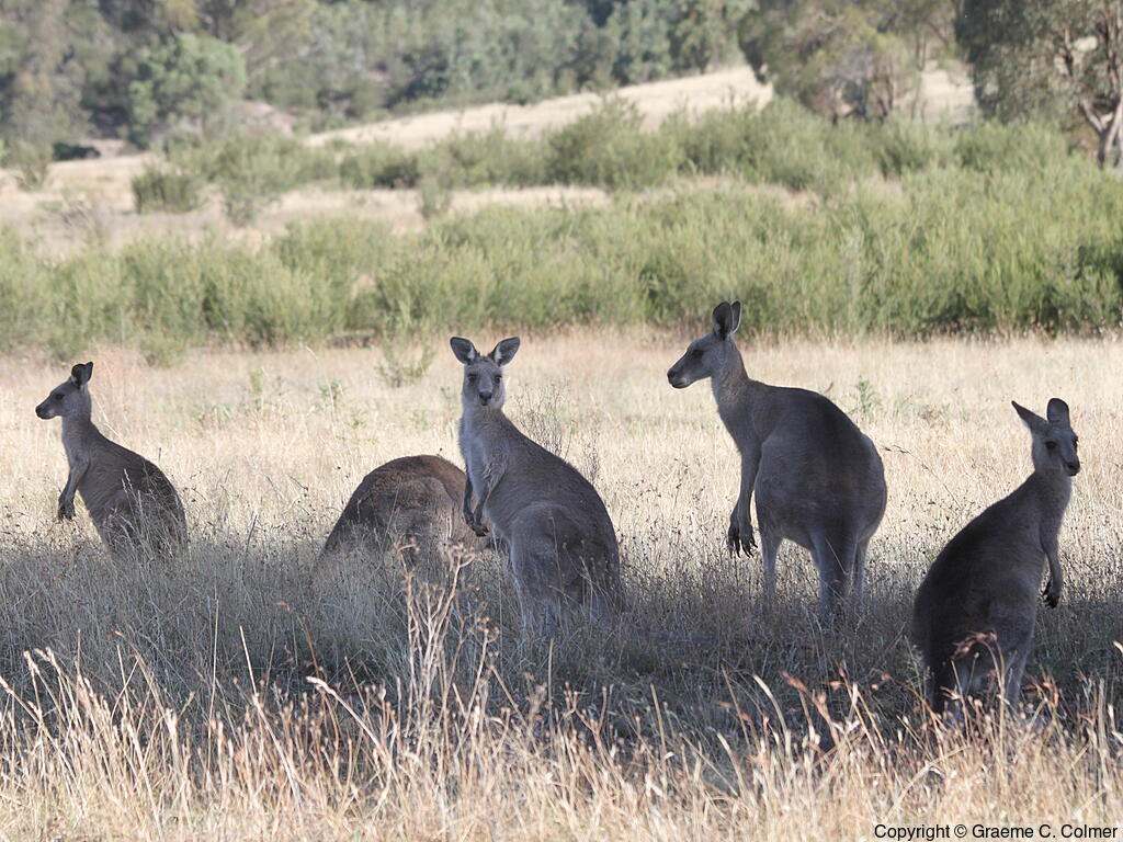 Eastern Grey Kangaroo (Macropus giganteus) - Adults