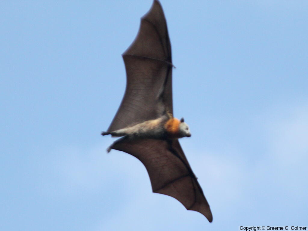Gray-headed Flying Fox (Pteropus poliocephalus) - Adult
