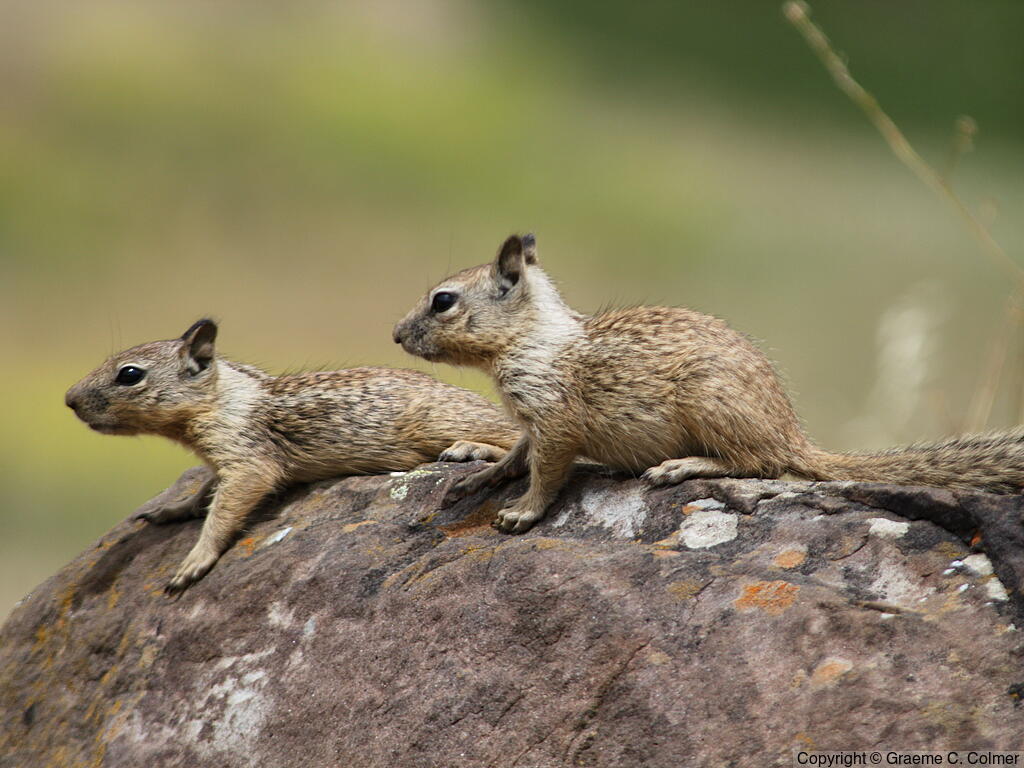 California Ground Squirrel (Otospermophilus beecheyi) - Juveniles