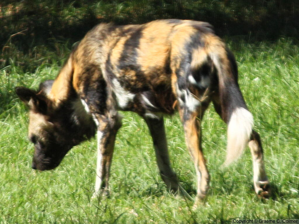 African Wild Dog (Lycaon pictus) - Adult