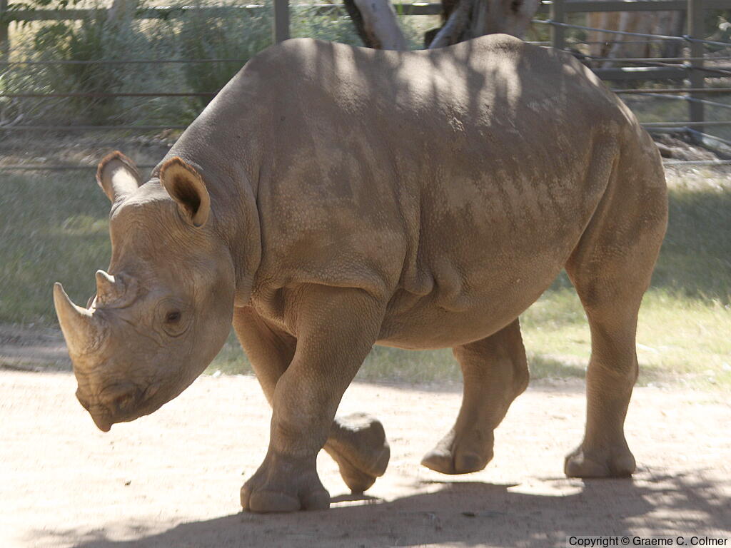 Black Rhinoceros (Diceros bicornis) - Adult