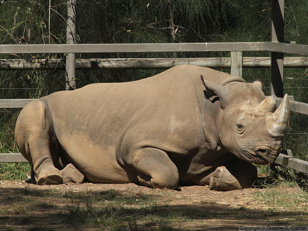 Black Rhinoceros (Diceros bicornis) - Adult