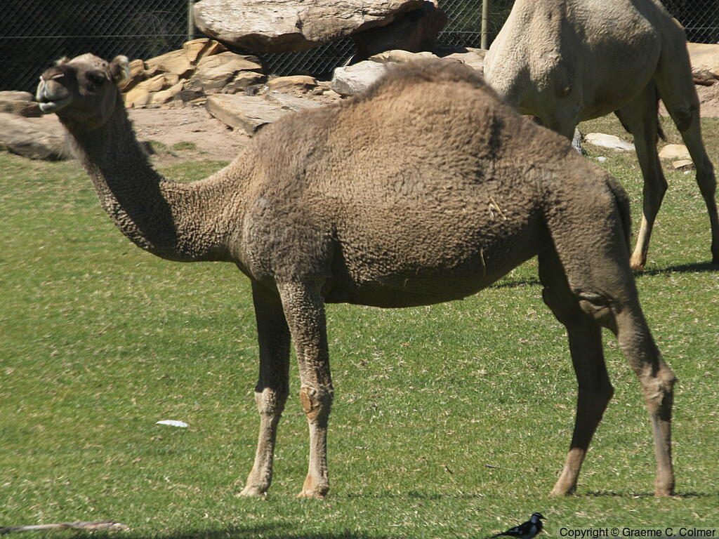 One-humped Camel (Camelus dromedarius) - Adult