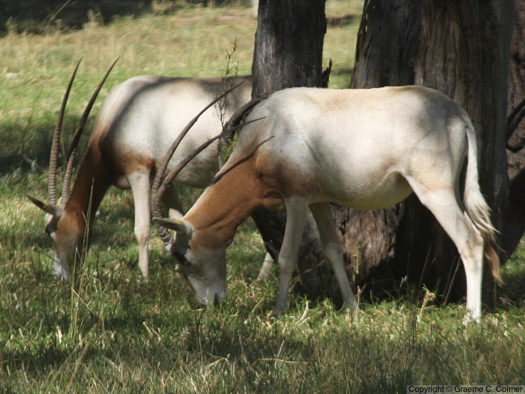 Scimitar-horned Oryx (Oryx dammah) - Adults