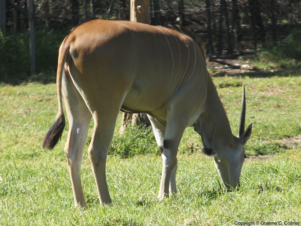 Common Eland (Taurotragus oryx) - Adult