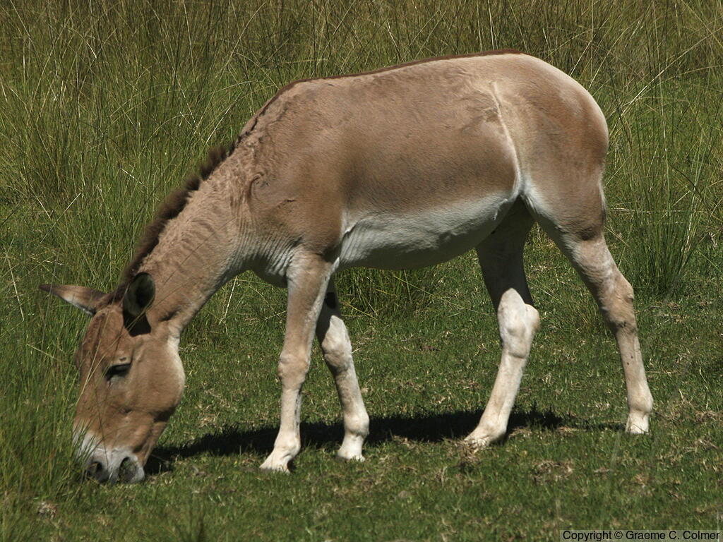 Przewalski's Horse (Equus przewalskii) - Adult