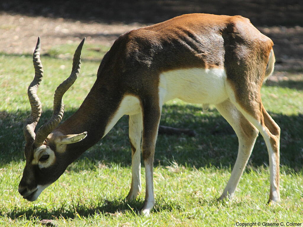 Blackbuck (Antilope cervicapra) - Adult male