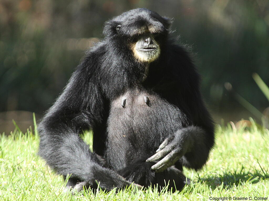 Siamang (Symphalangus syndactylus) - Adult
