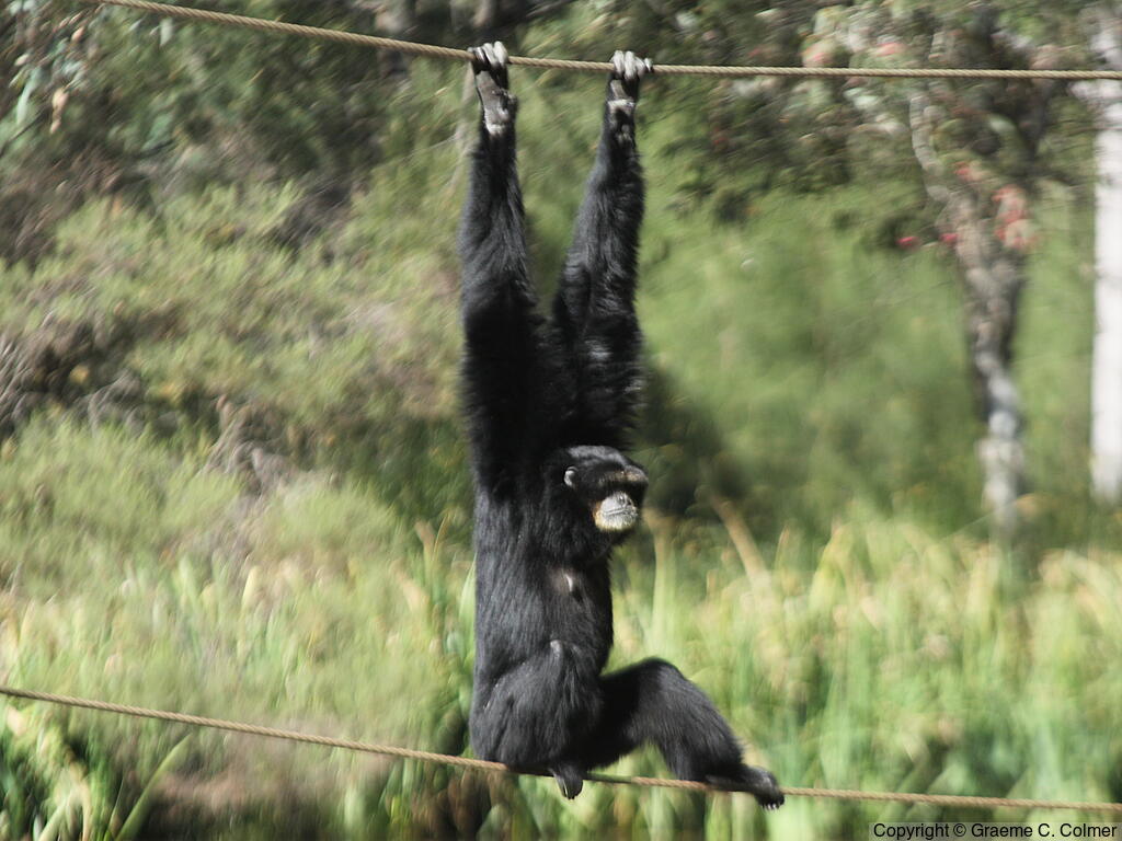 Siamang (Symphalangus syndactylus) - Adult