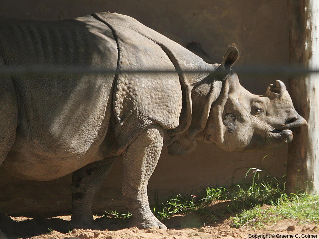 Indian Rhinoceros (Rhinoceros unicornis) - Adult