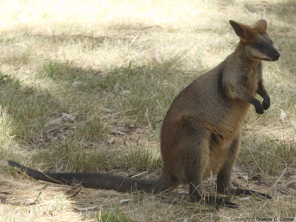 Swamp Wallaby (Wallabia bicolor) - Adult