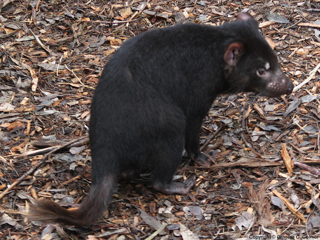 Tasmanian Devil (Sarcophilus harrisii) - Adult