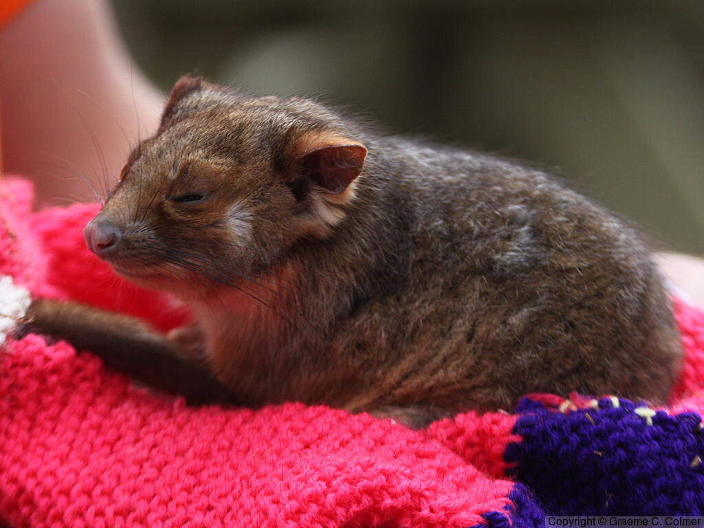 Common Ringtail (Pseudocheirus peregrinus) - Immature
