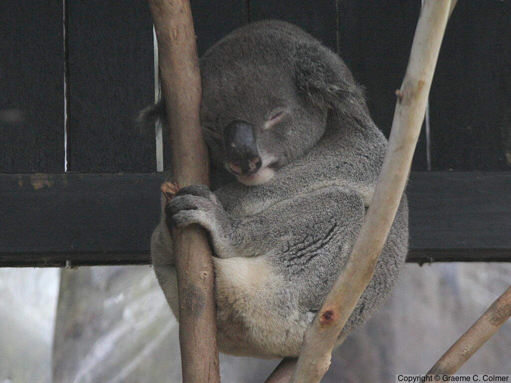 Koala (Phascolarctos cinereus) - Adult