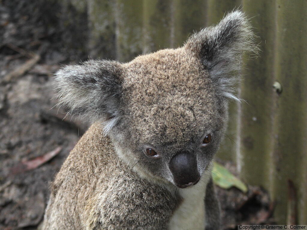 Koala (Phascolarctos cinereus) - Adult