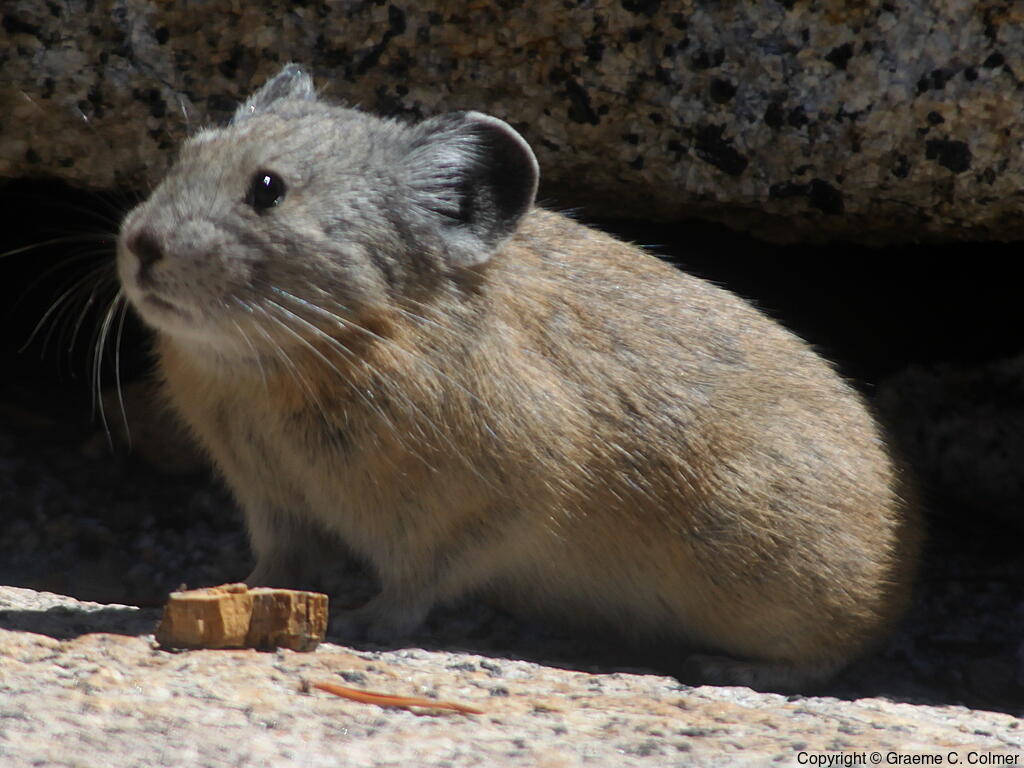 Cony (Ochotona princeps) - Adult