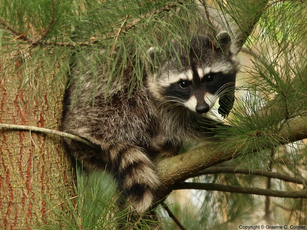 Northern Raccoon (Procyon lotor) - Adult
