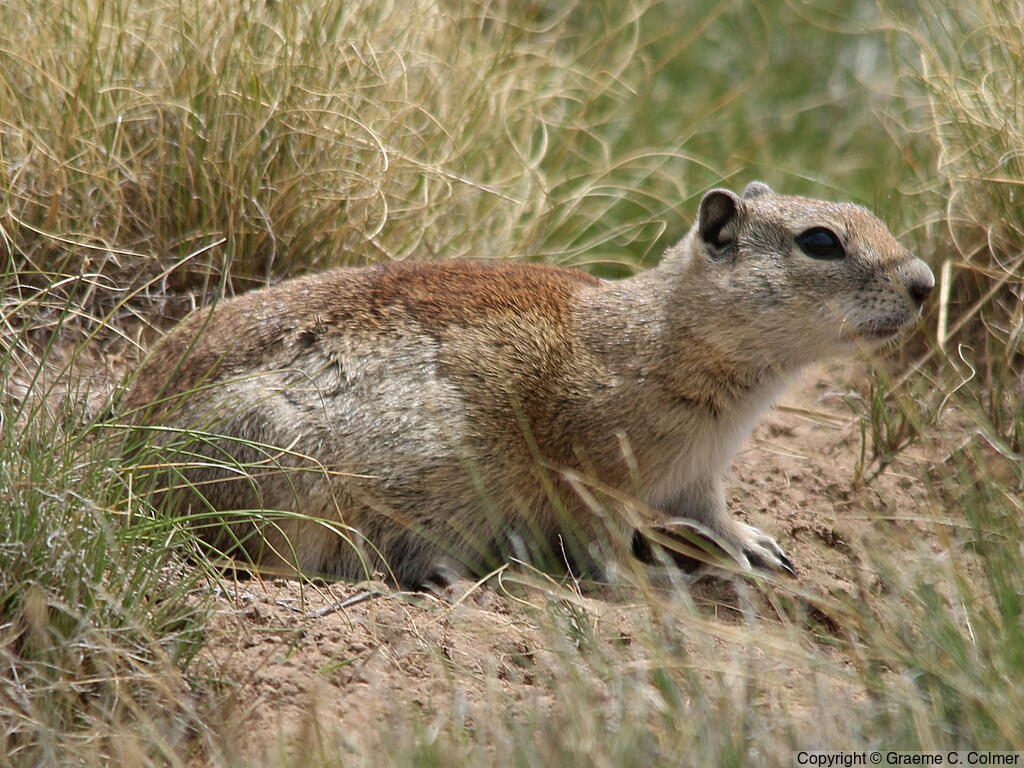 Belding's Ground Squirrel (Urocitellus beldingi) - Adult