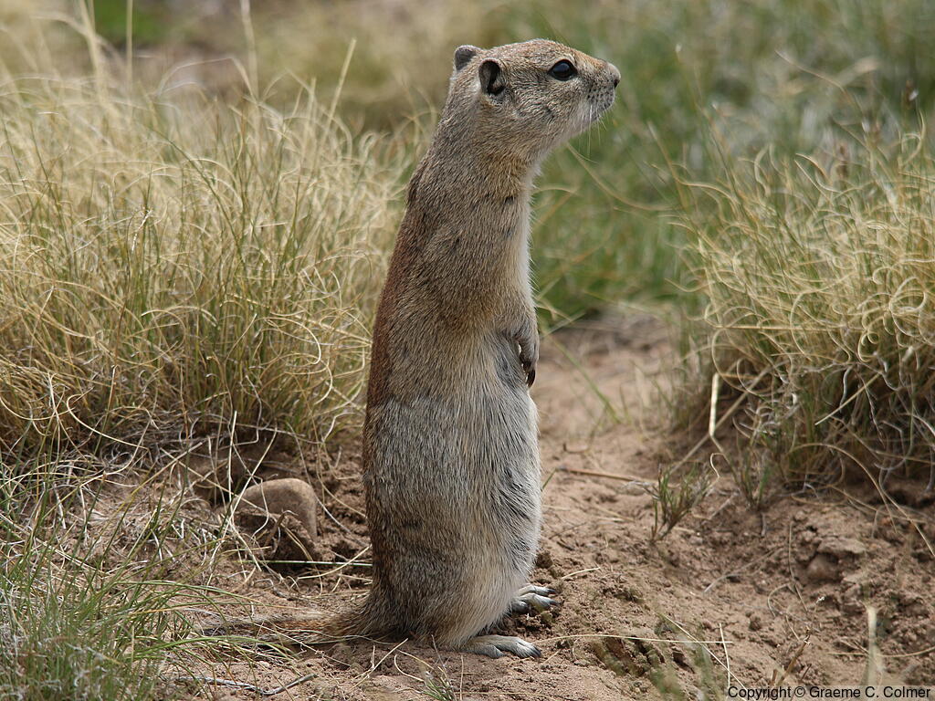 Belding's Ground Squirrel (Urocitellus beldingi) - Adult