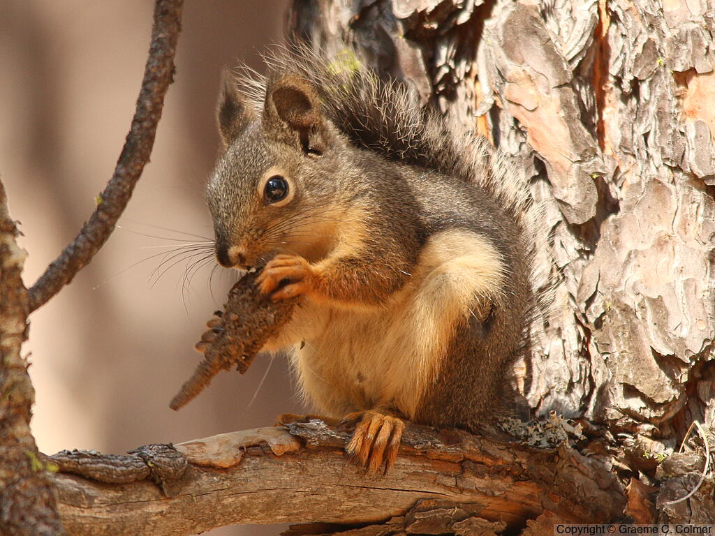 Douglas's Squirrel (Tamiasciurus douglasii) - Adult