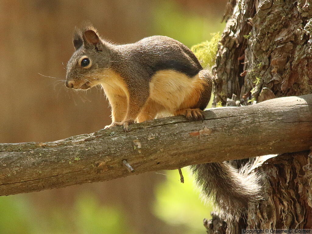 Douglas's Squirrel (Tamiasciurus douglasii) - Adult