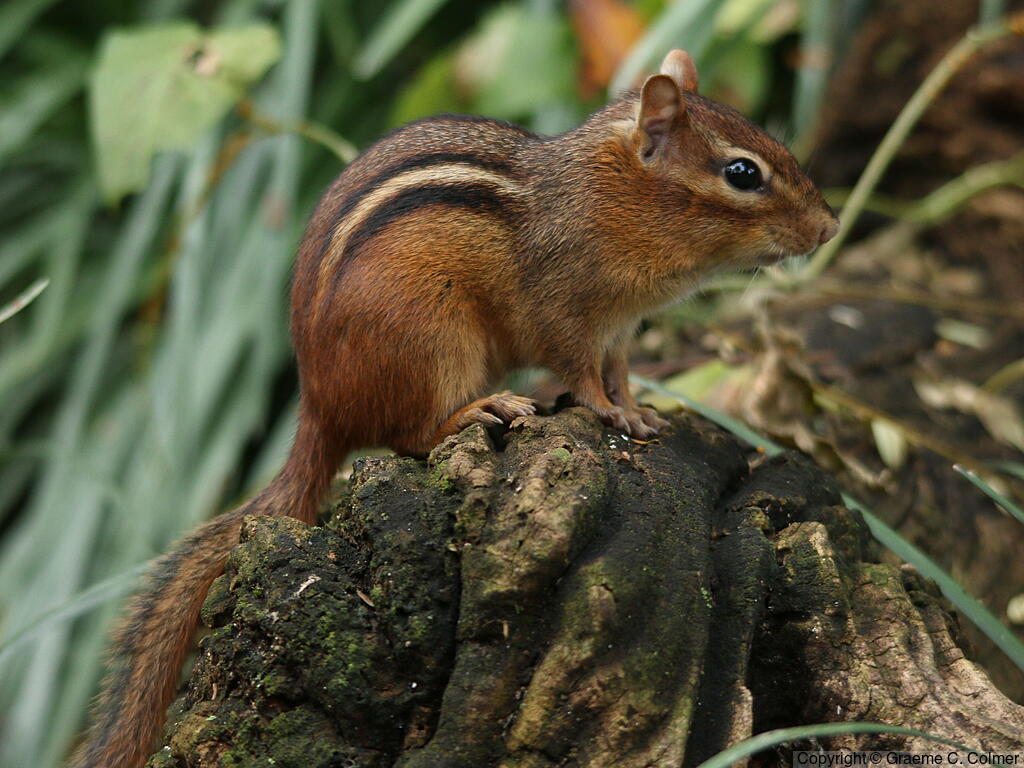 Eastern Chipmunk (Tamias striatus) - Adult