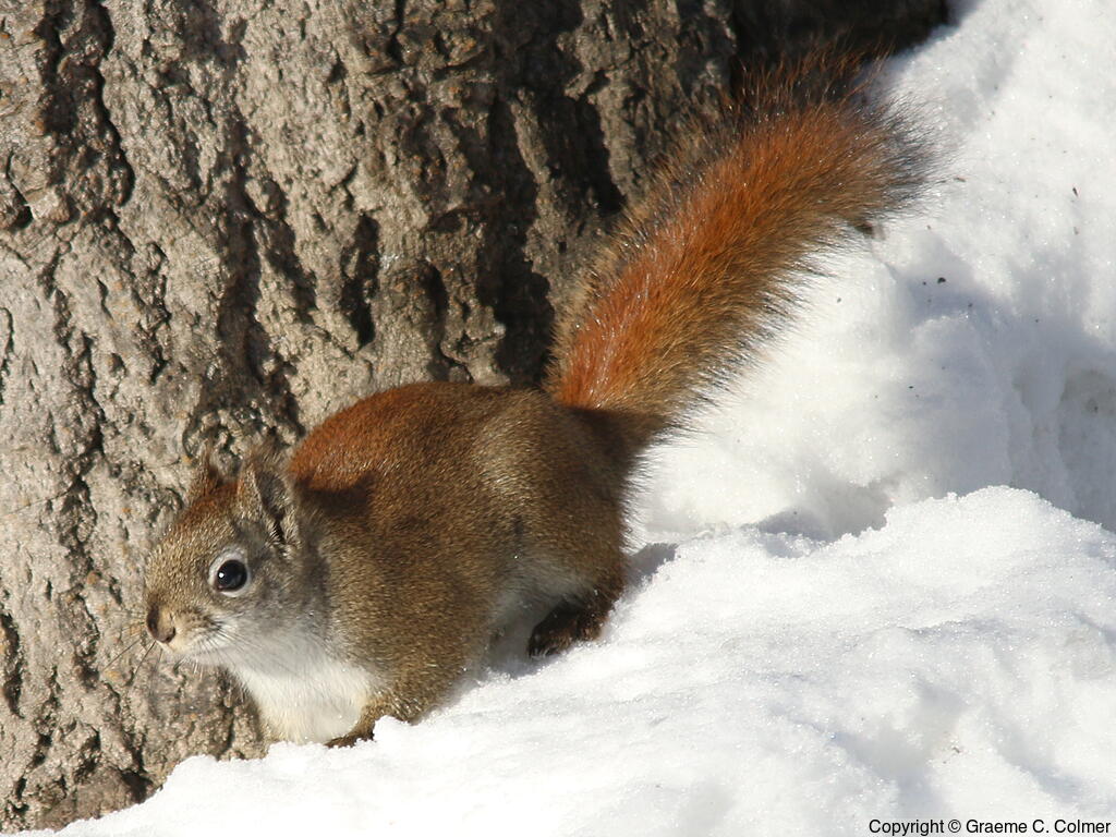 Red Squirrel (Tamiasciurus hudsonicus) - Adult