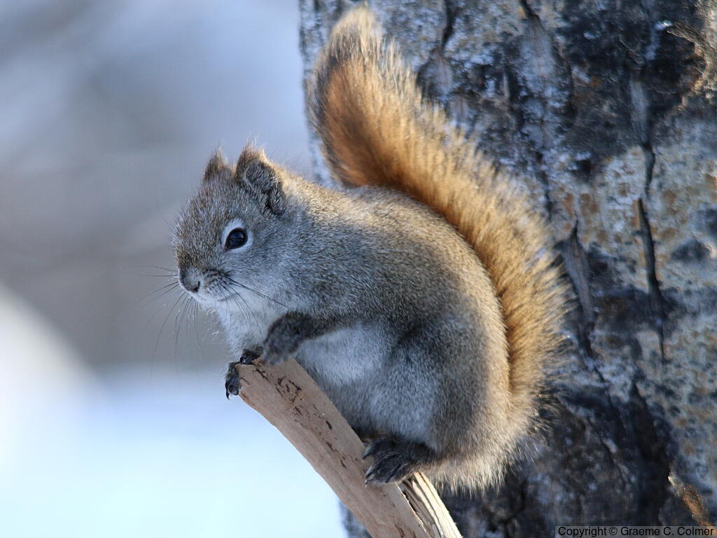 Red Squirrel (Tamiasciurus hudsonicus) - Adult