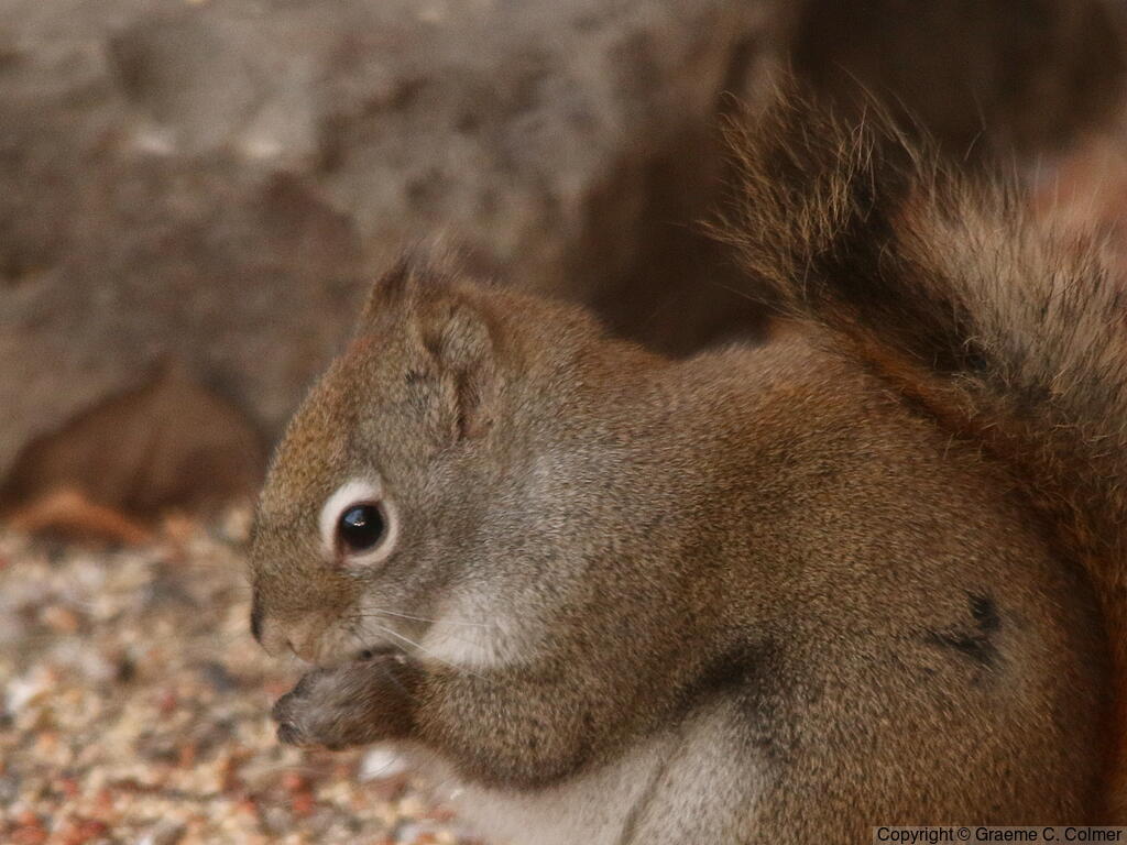 Red Squirrel (Tamiasciurus hudsonicus) - Adult