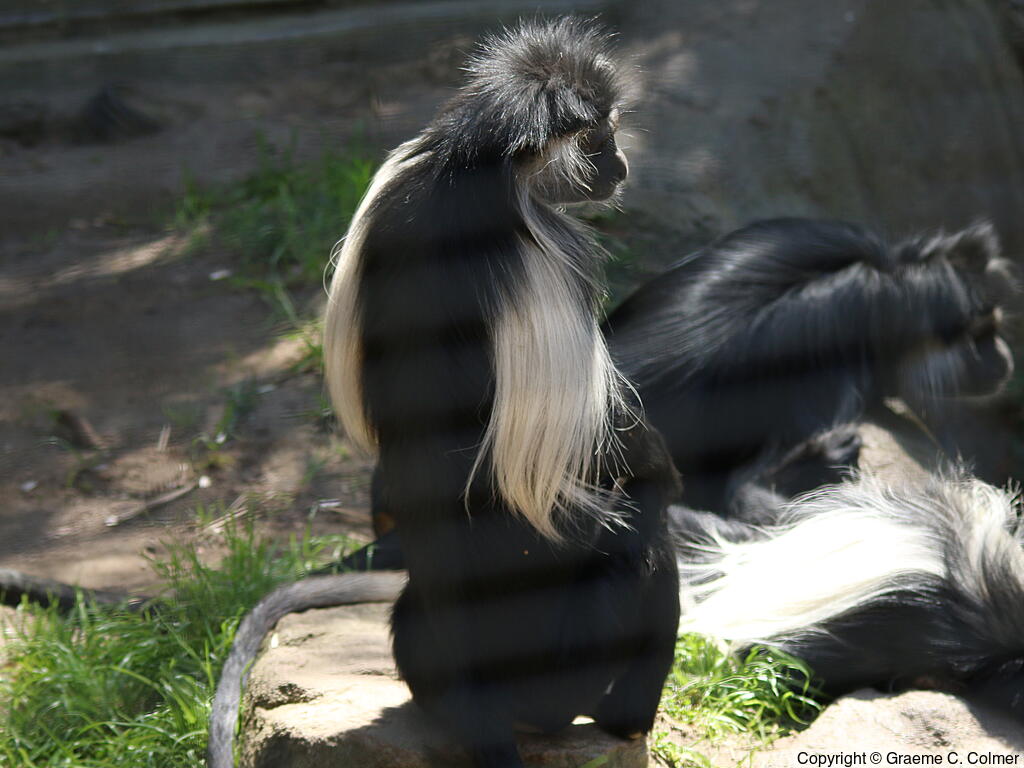 Angolan Colobus (Colobus angolensis) - Adult