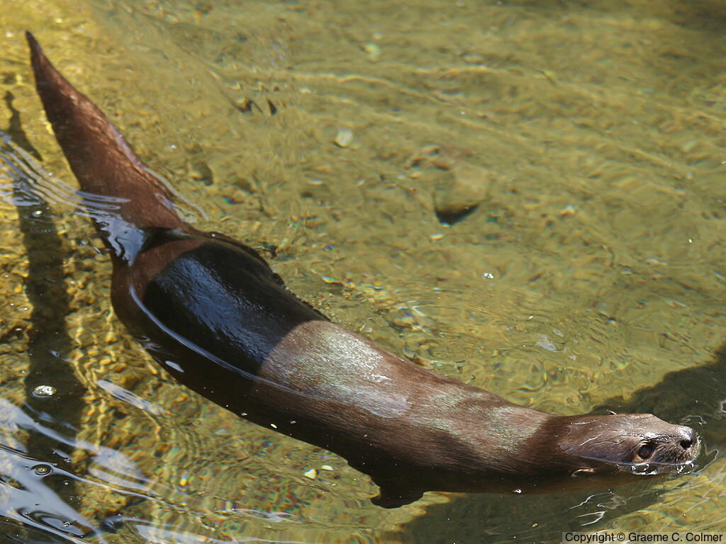 Speckle-throated Otter (Hydrictis maculicollis) - Adult