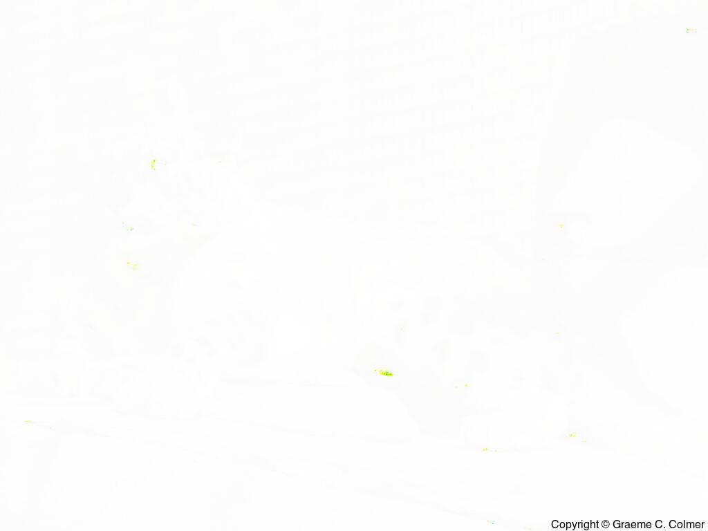 Snow Leopard (Uncia uncia) - Adult