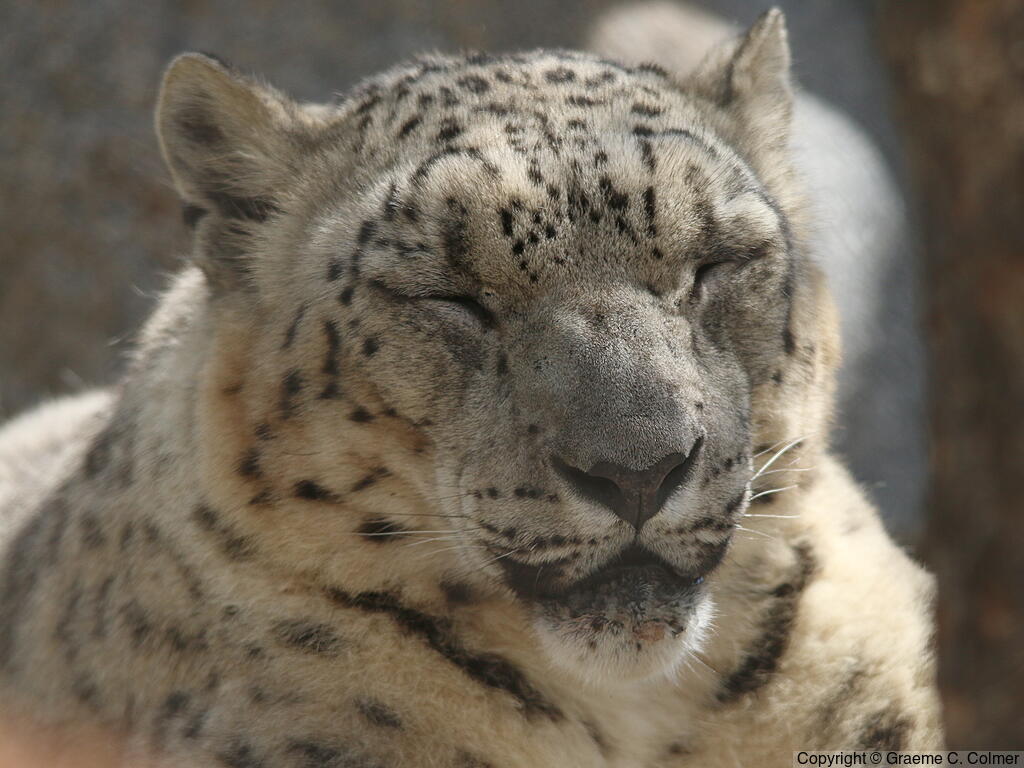 Snow Leopard (Uncia uncia) - Adult
