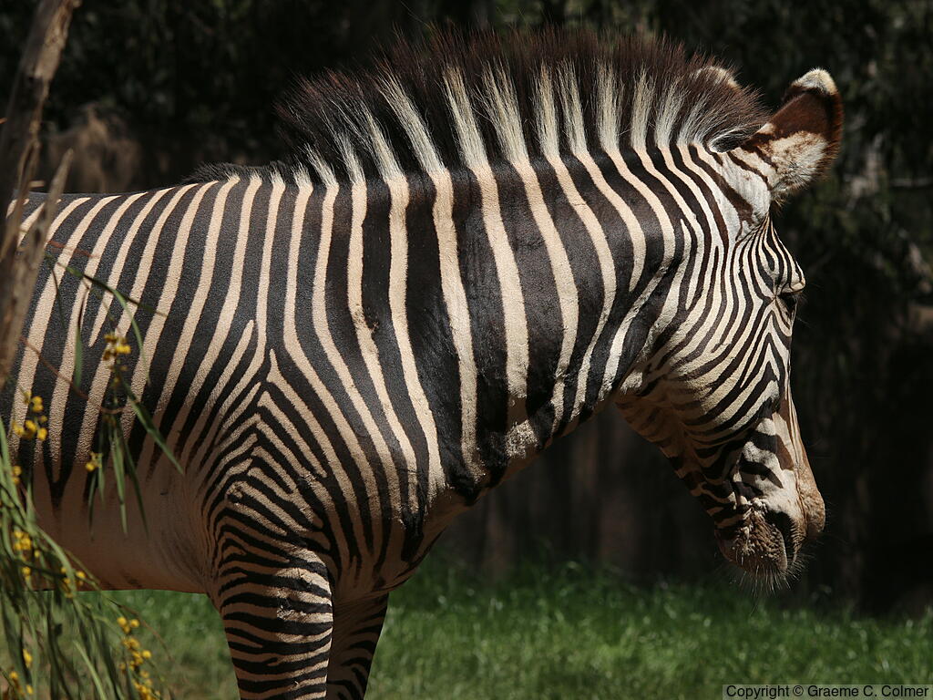 Grévy's Zebra (Equus grevyi) - Adult