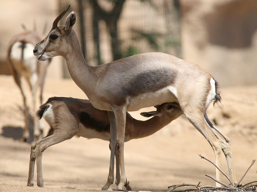Speke's Gazelle (Gazella spekei) - Female and young