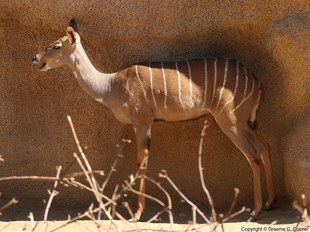 Lesser Kudu (Tragelaphus imberbis) - Adult