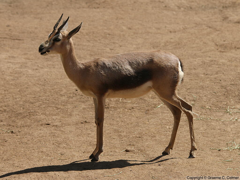 Speke's Gazelle (Gazella spekei) - Adult